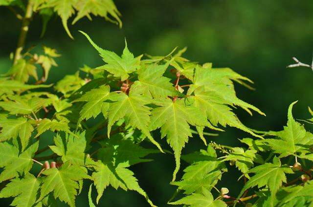 Image of Acer micranthum Sieb. & Zucc.