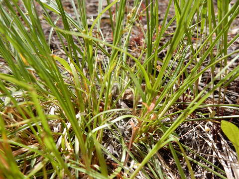 Image of Ross' Sedge