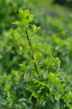 Imagem de Euonymus