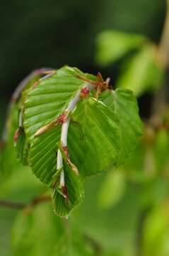 Image of beech