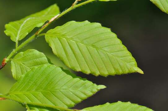 Image of beech