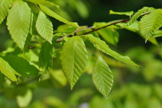 Image of beech