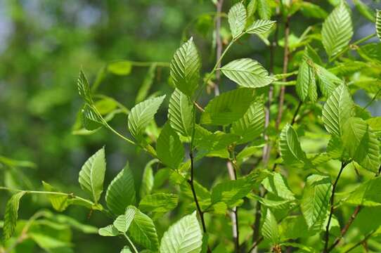 Image of beech