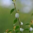 Image de Ilex yunnanensis Franch.