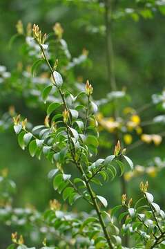 Image of Ilex yunnanensis Franch.