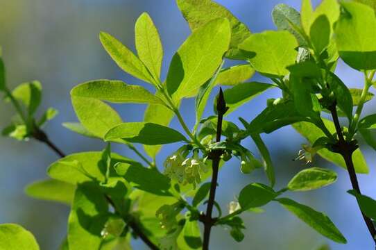 Imagem de Lonicera caerulea L.