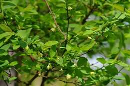 Image of deepblue honeysuckle