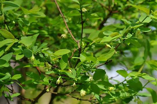 Image of deepblue honeysuckle