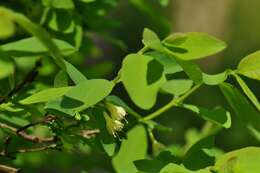 Image of deepblue honeysuckle