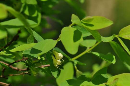 Imagem de Lonicera caerulea L.