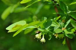 Image of deepblue honeysuckle