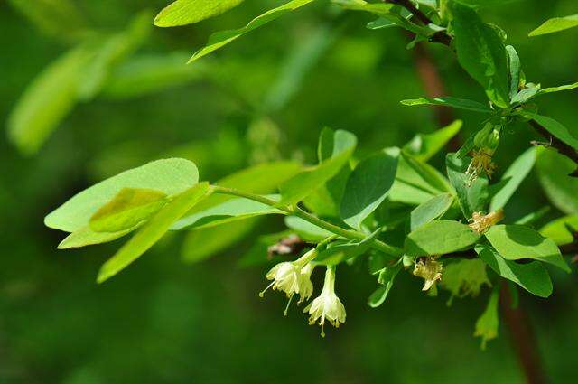 Image of deepblue honeysuckle