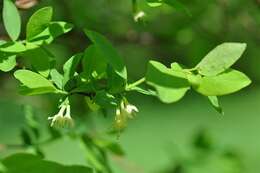 Plancia ëd Lonicera caerulea L.