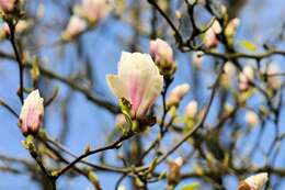 Image of Saucer magnolia