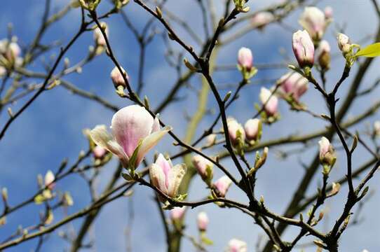 Image of Saucer magnolia