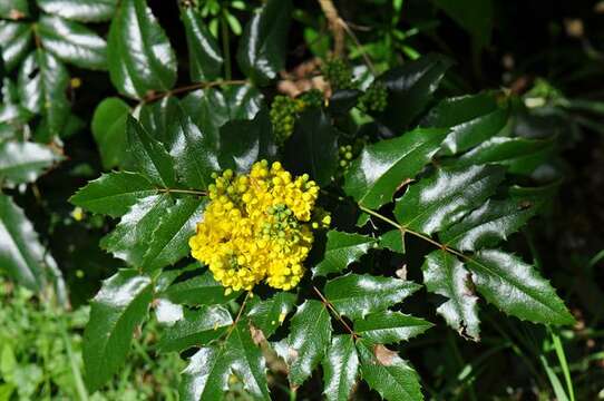 Image of Barberry