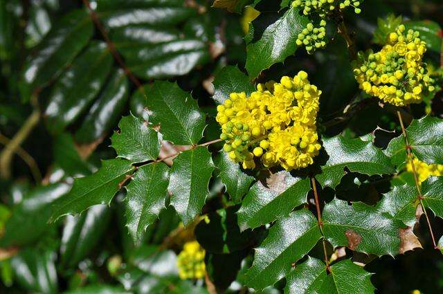 Image of Barberry