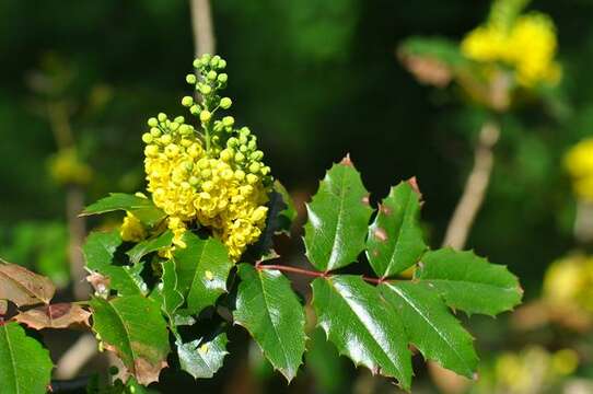 Image of Barberry