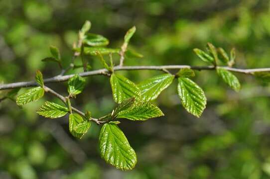 Слика од Parrotia