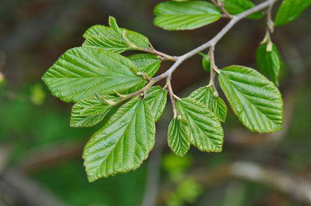 Слика од Parrotia