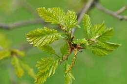 Image de Quercus petraea subsp. polycarpa (Schur) Soó