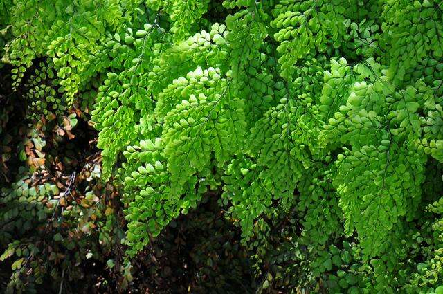 Image of Himalayan maidenhair fern