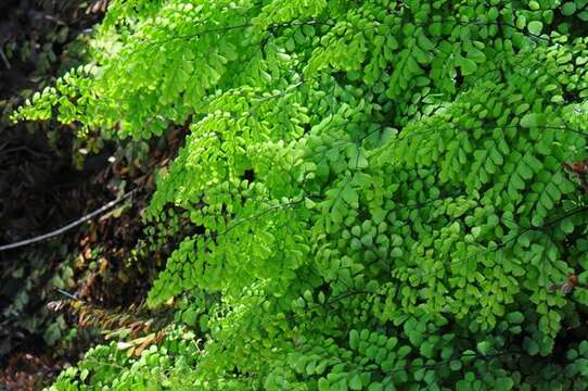 Image of Himalayan maidenhair fern