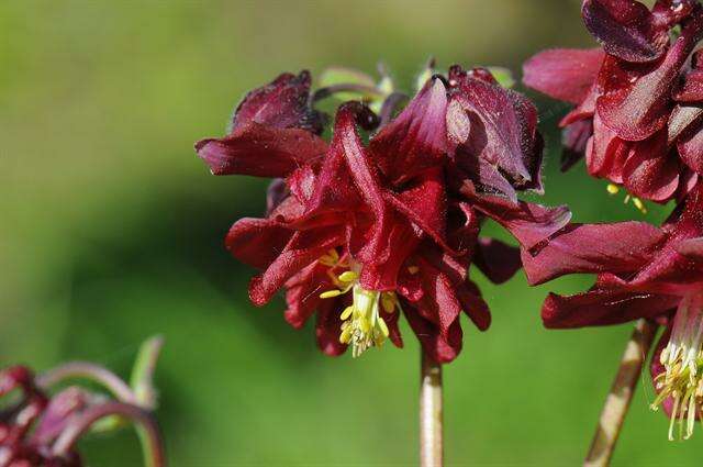 Plancia ëd Aquilegia