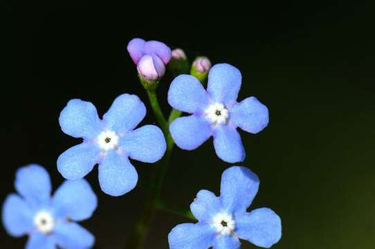 Plancia ëd Brunnera