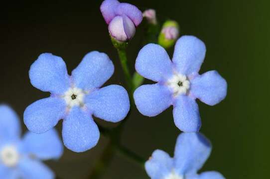 Plancia ëd Brunnera