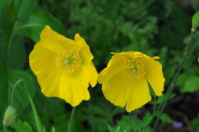 Слика од Papaver cambricum L.