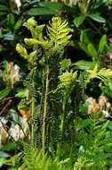 Image de <i>Osmunda claytoniana</i>