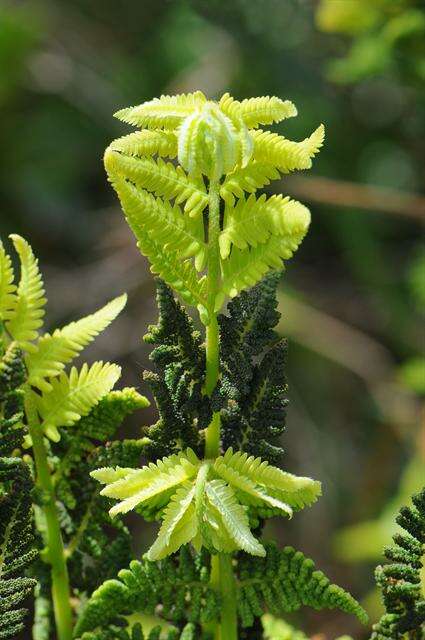 Image of <i>Osmunda claytoniana</i>