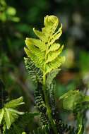 Слика од <i>Osmunda claytoniana</i>