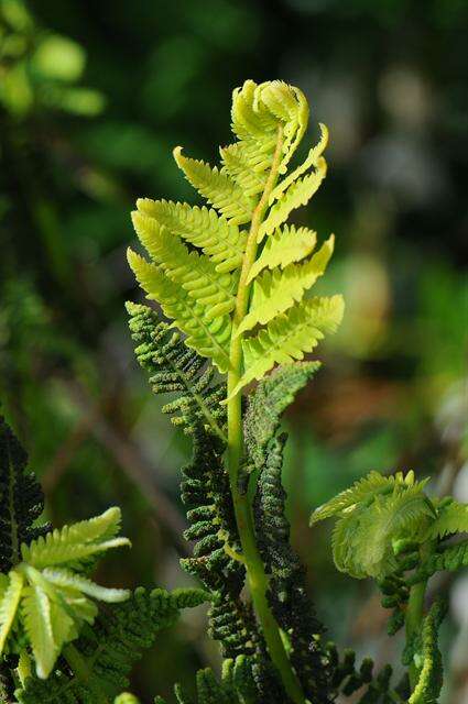 Image of <i>Osmunda claytoniana</i>