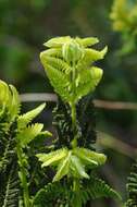 Image de <i>Osmunda claytoniana</i>