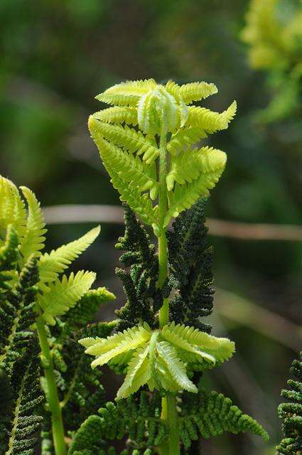 Image de <i>Osmunda claytoniana</i>