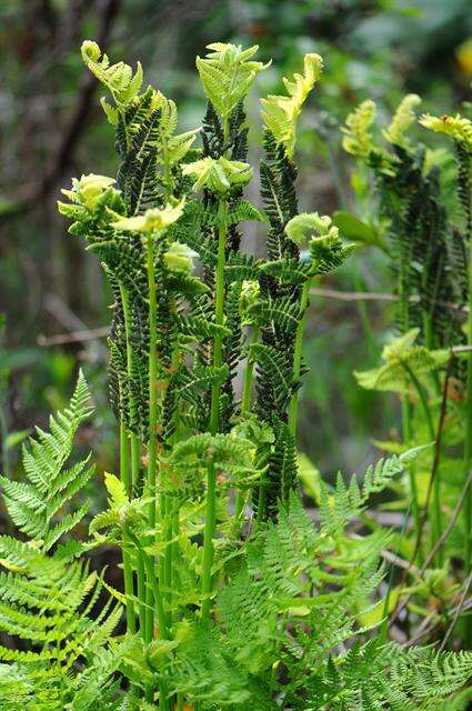 Слика од <i>Osmunda claytoniana</i>