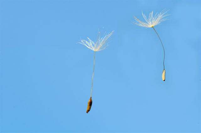 Image of dandelion