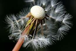 Image of dandelion