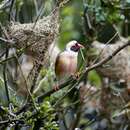 Image of Red-billed Quelea