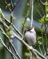 Image de Yuhina Hodgson 1836