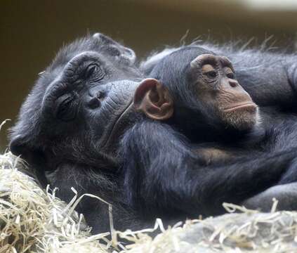 Image of Chimpanzees