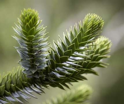 Image of Araucaria