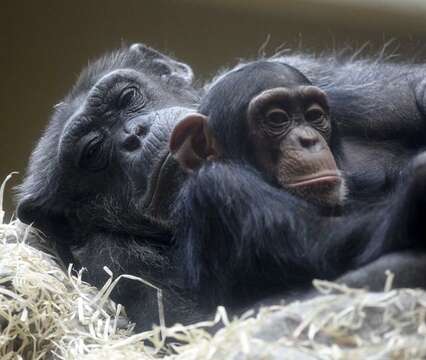 Image of Chimpanzees