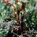 Image de Pedicularis flammea L.