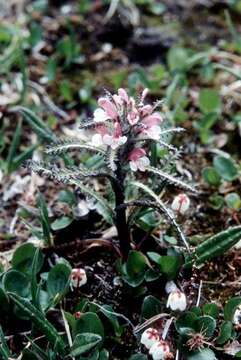 Imagem de Pedicularis hirsuta L.