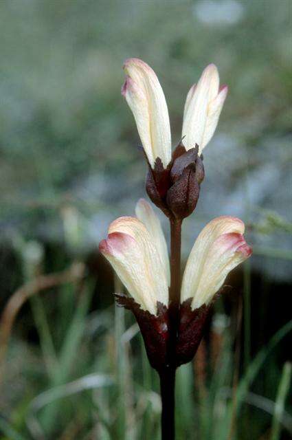 Image of moor-king lousewort