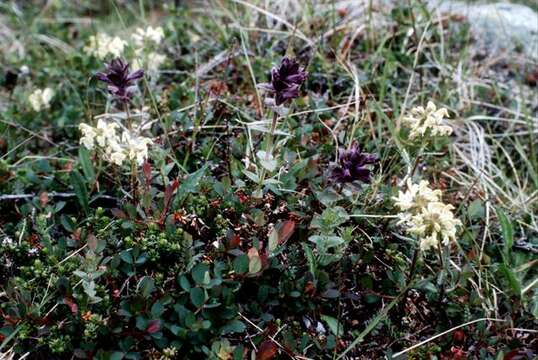 Image of Lapland lousewort