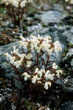 Image of Lapland lousewort